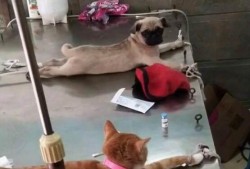 巴哥线索爆料了吗视频在线观看,揭秘幕后真相，在线观看不容错过