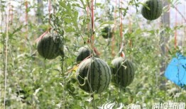 茅山网红吃瓜事件视频,揭秘背后真相与网络舆论风暴