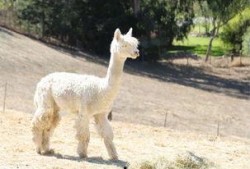 爆料 美国 羊驼视频,萌态可掬引网友热议