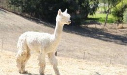 爆料 美国 羊驼视频,萌态可掬引网友热议