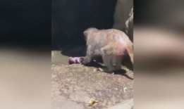 猴子爆料最新视频,猴子爆料最新视频，带你一探究竟！