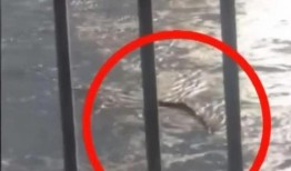 汉江水怪在线观看,一场惊心动魄的在线揭秘之旅