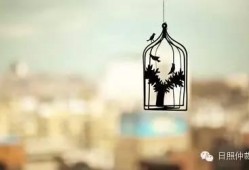 新闻爆料囚鸟,揭秘囚禁鸟类的残酷现实