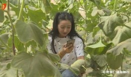 网红直播吃哈密瓜,哈密瓜甜蜜诱惑引全民热议