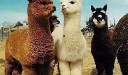 爆料 美国 羊驼视频,萌态可掬引网友热议