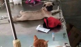 巴哥线索爆料了吗视频在线观看,揭秘幕后真相，在线观看不容错过