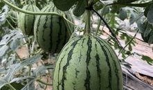 网红的吃瓜群号,一场娱乐狂欢的幕后故事