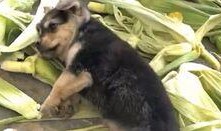 狗崽爆料视频大全最新版,最新版揭秘娱乐圈幕后真相