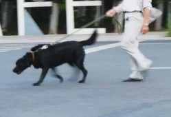 网友爆料遛狗视频大全下载,萌宠瞬间，欢乐无限