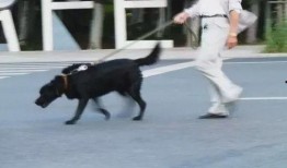 网友爆料遛狗视频大全下载,萌宠瞬间，欢乐无限